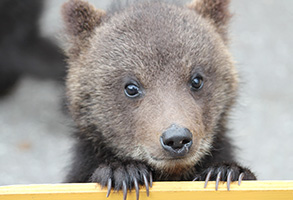 Showa-Shinzan Bear Park