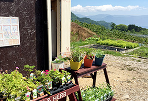 Herb Distillation Experience at Herbal Ranch